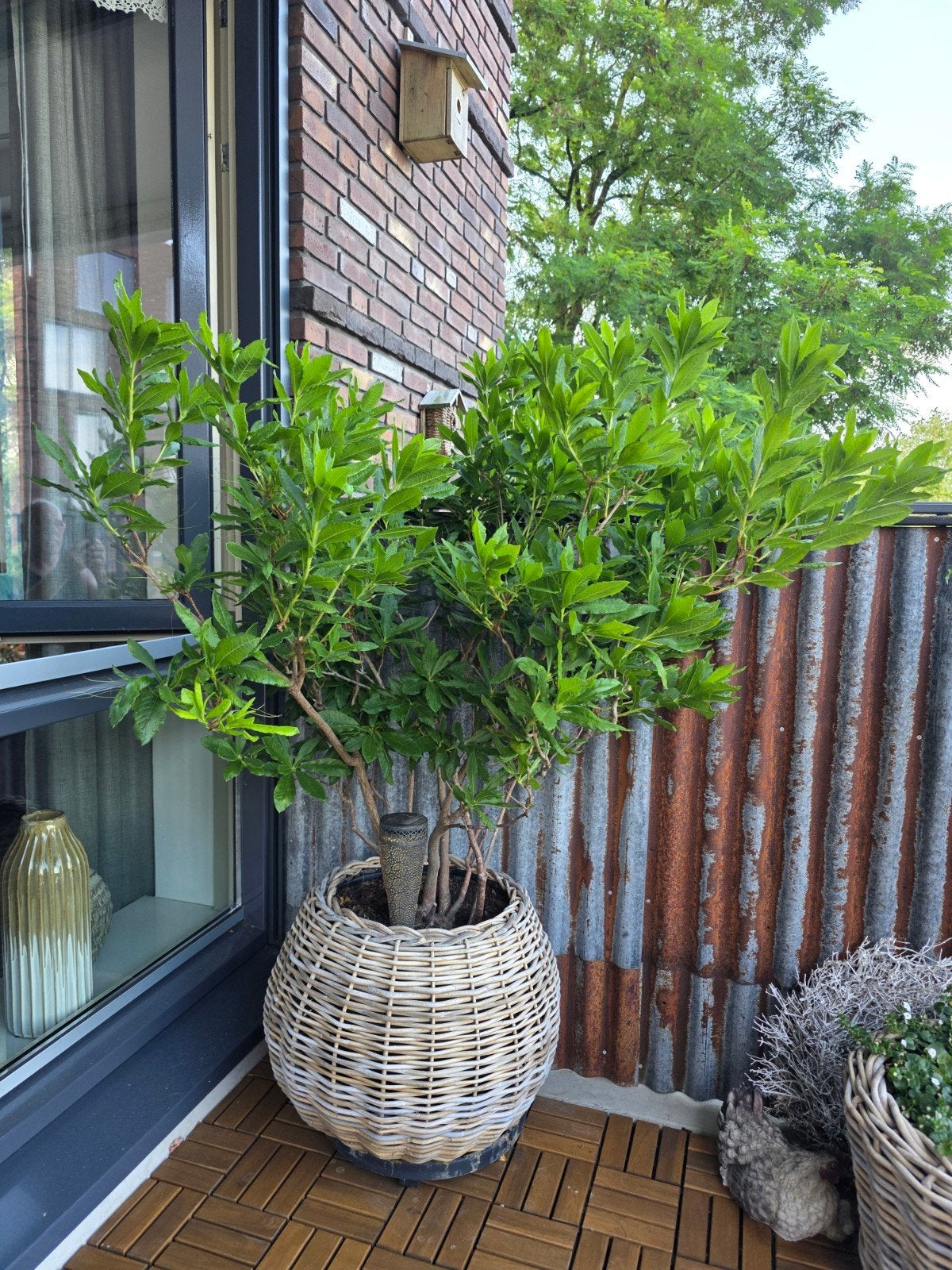 Azalea, Ophalen, Volle zon, Overige soorten, 100 tot 250 cm