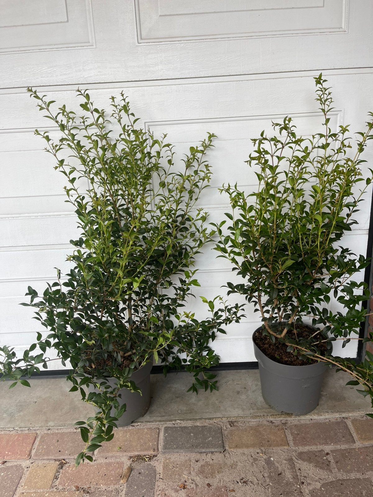Osmanthus burmwoodii schijnhulst, Tuin en Terras, Ophalen of Verzenden, Volle zon, Overige soorten, 100 tot 250 cm