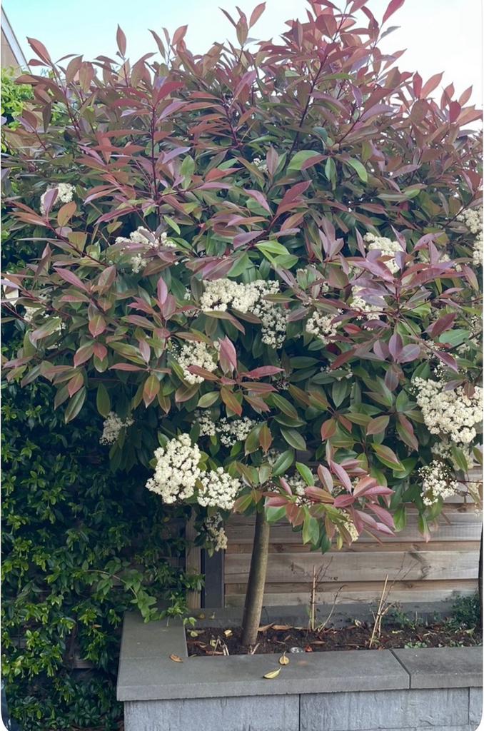Photinia fraseri Red Robin 2,20 hoog, Tuin en Terras, Planten | Bomen, Ophalen, Halfschaduw, Overige soorten, Lente