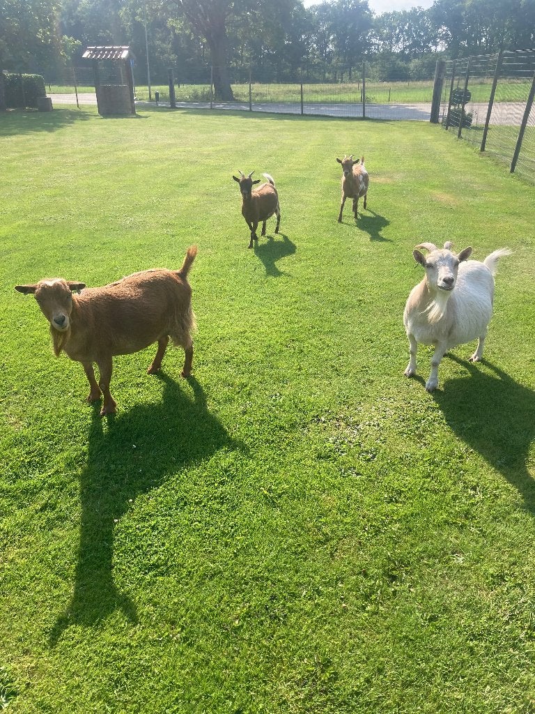 Geiten, Dieren en Toebehoren, Schapen, Geiten en Varkens, Vrouwelijk, Geit