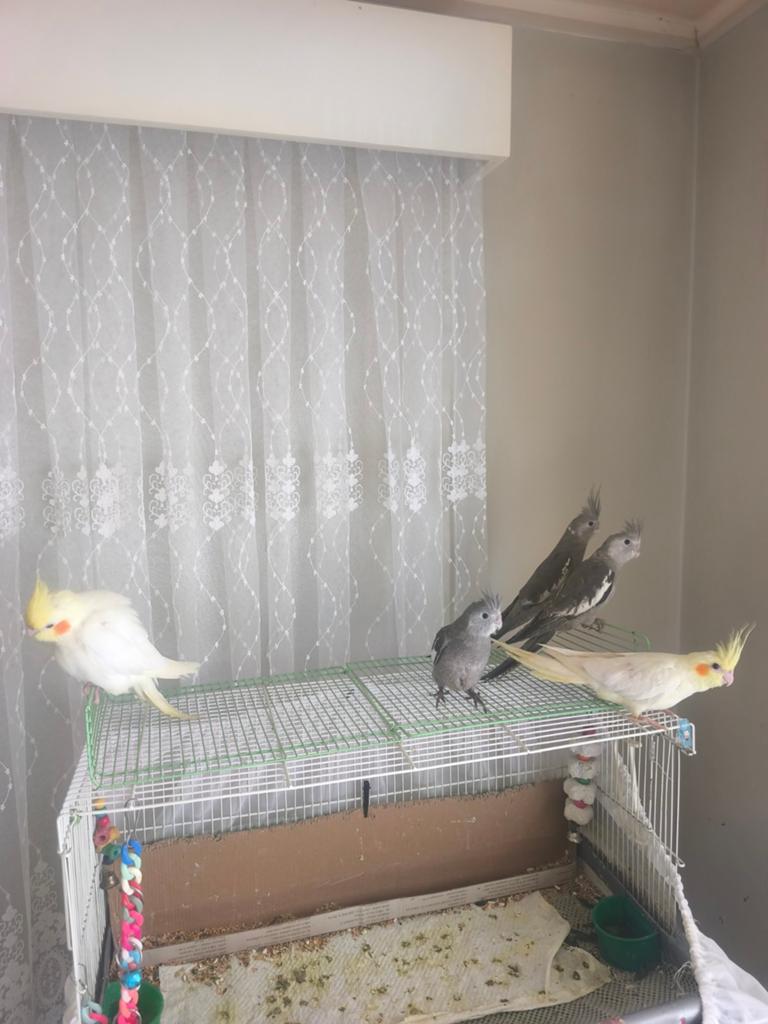 Zeer lieve en super tamme valkparkieten, Parkiet, Tam