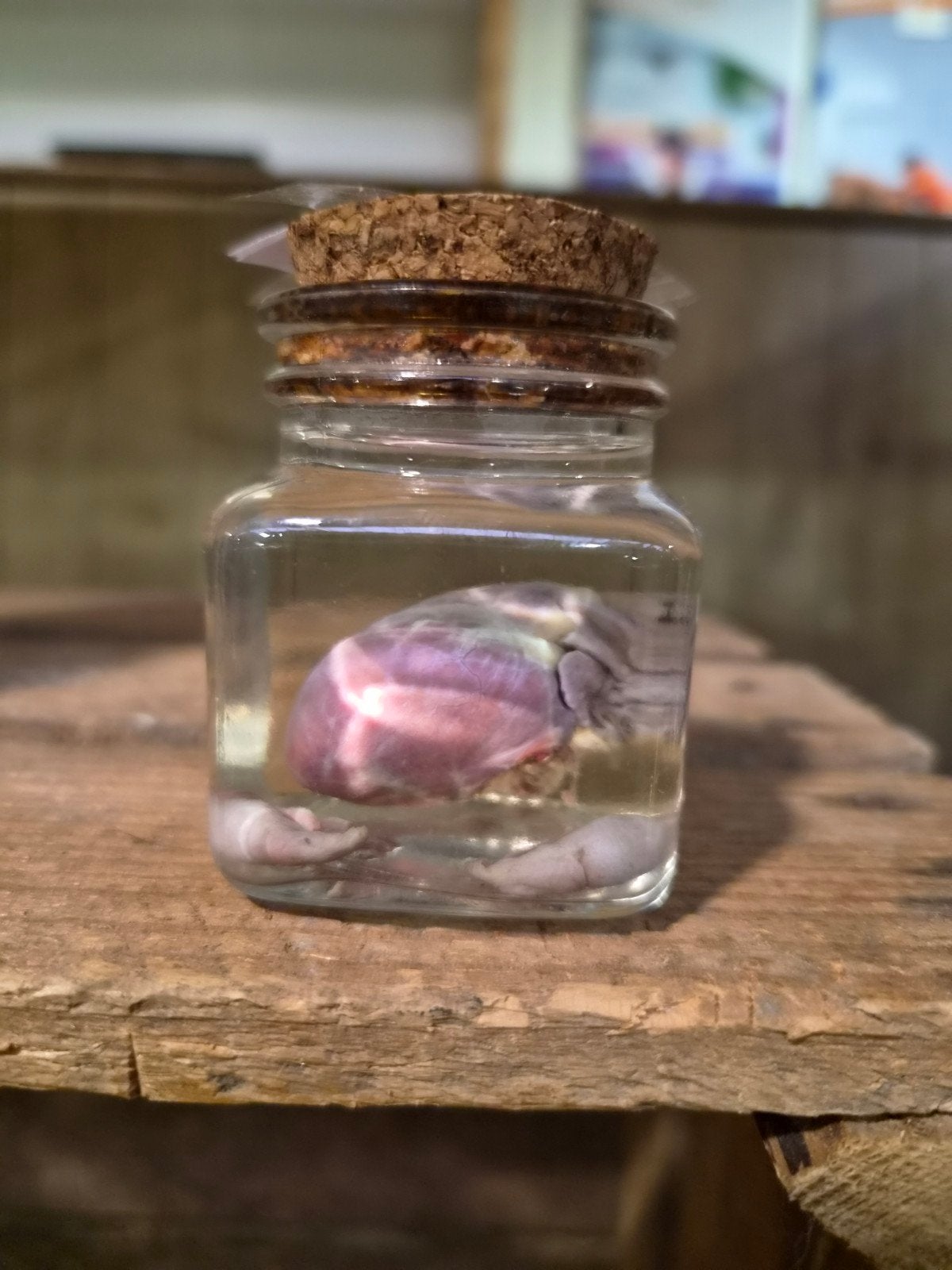 te koop: wasbeer hart en testikels op sterk water, Ophalen of Verzenden, Nieuw, Wild dier, Beeldje of Figuurtje