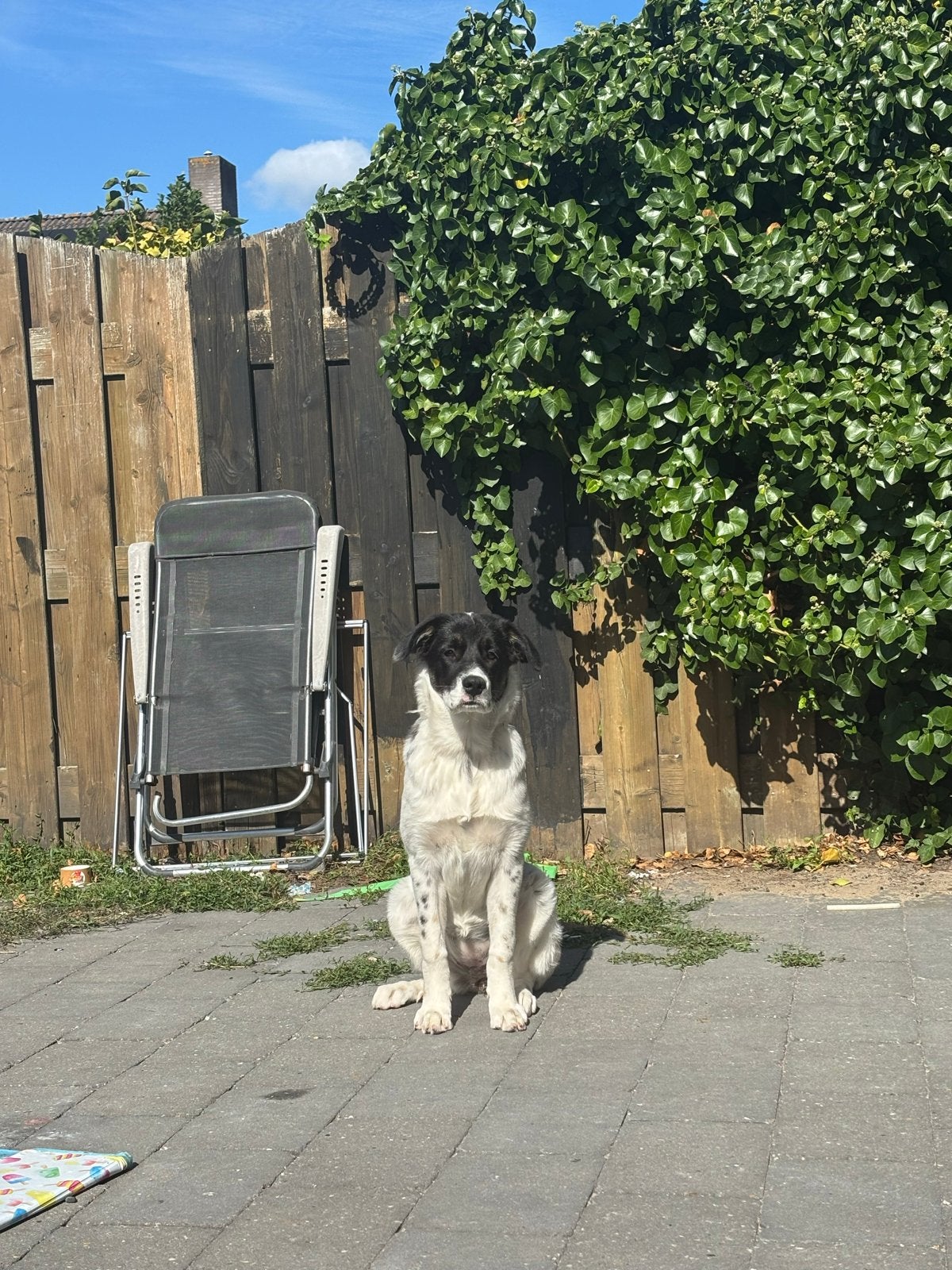 Lieve pup bijou ter adoptie, Particulier, 15 weken tot 1 jaar, Buitenland, Teef