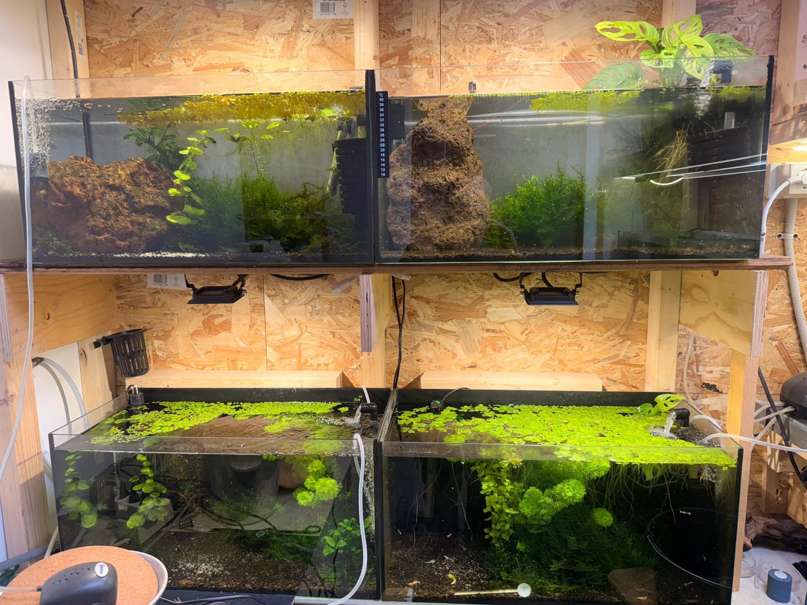Te koop kweek opstelling, Dieren en Toebehoren, Vissen | Aquariumvissen, Kreeft, Krab of Garnaal