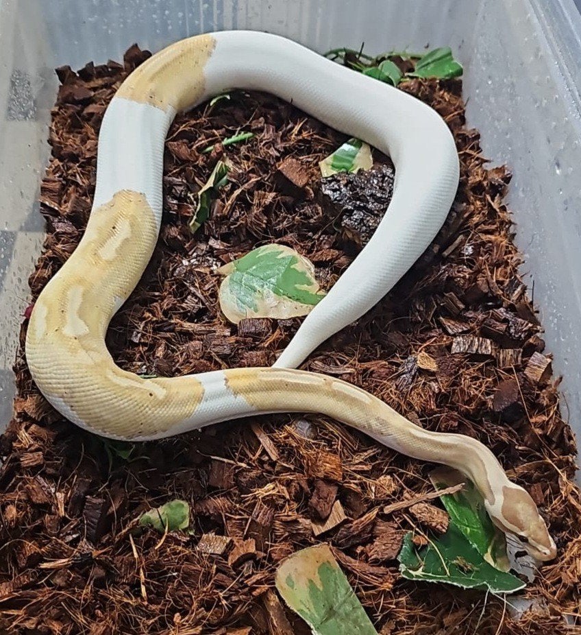 python regius Ball Python - female for sale from Elvis