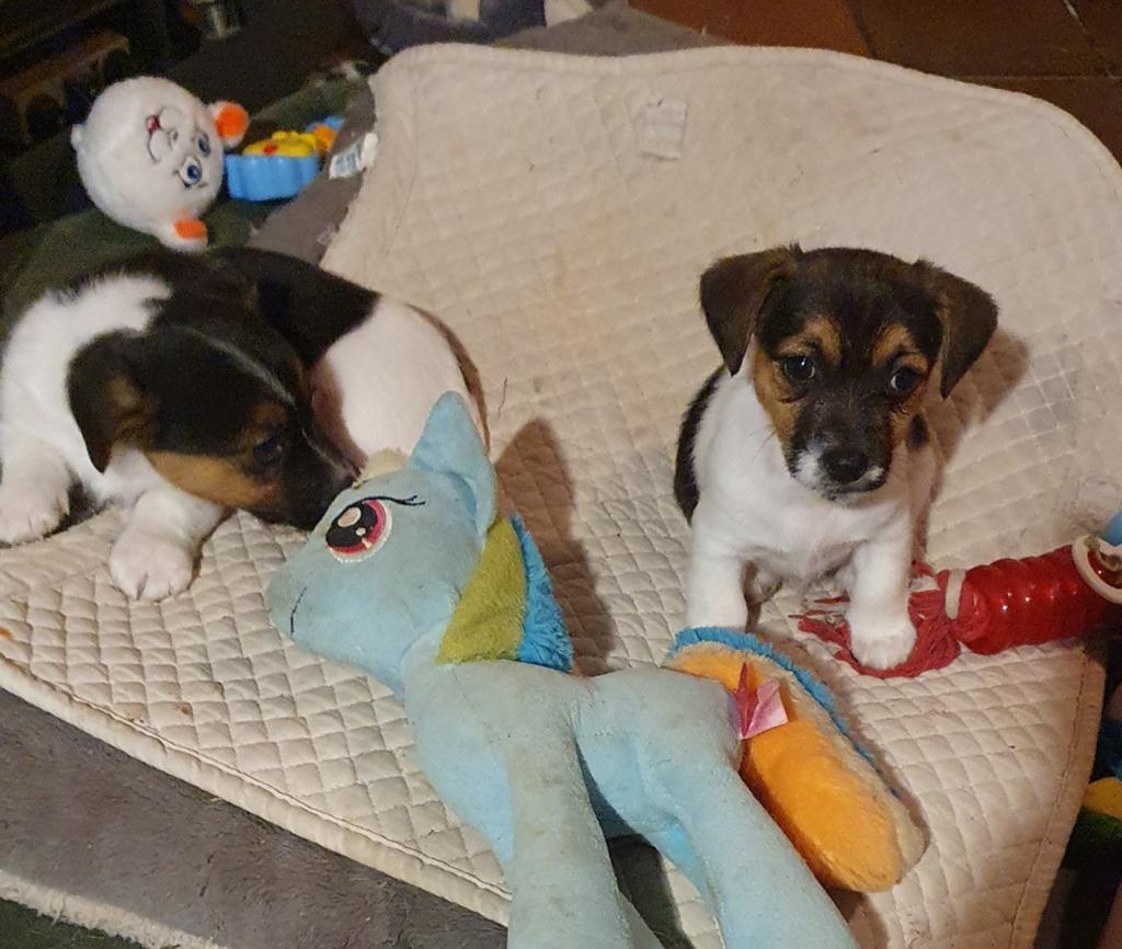 3 kleine BOEFJES zoeken fijn thuis.  JACK RUSSELL REUTJES, Parvo, Jack Russell Terriër, 8 tot 15 weken, Meerdere