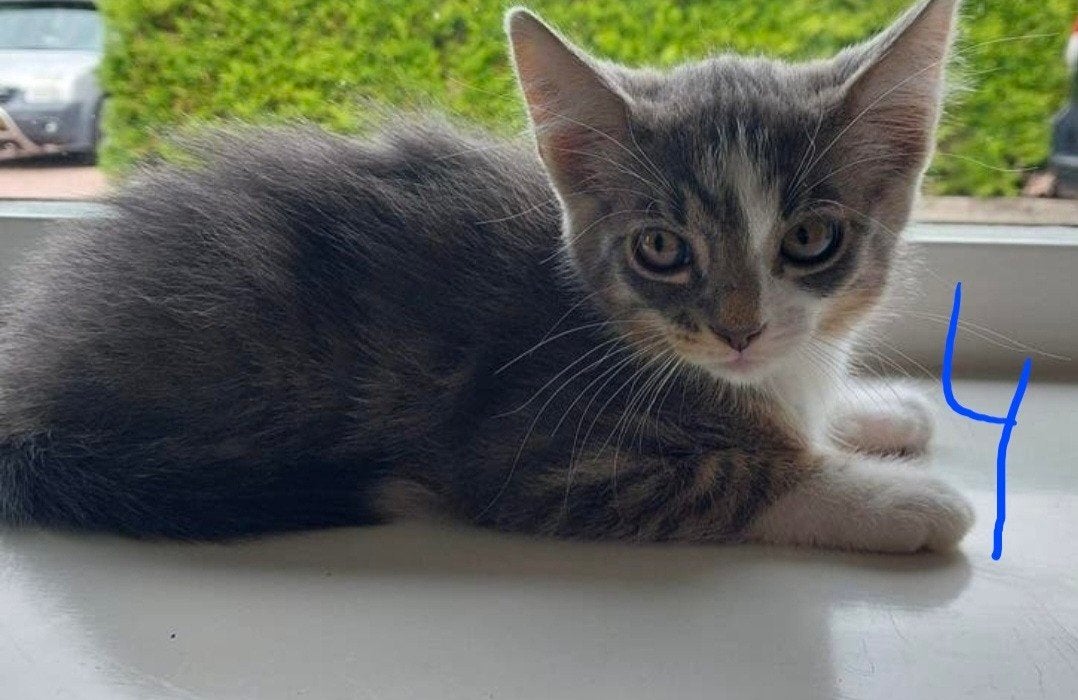 Te koop lieve kruising noorse boskat kittens, Meerdere dieren, Langharig, 0 tot 2 jaar
