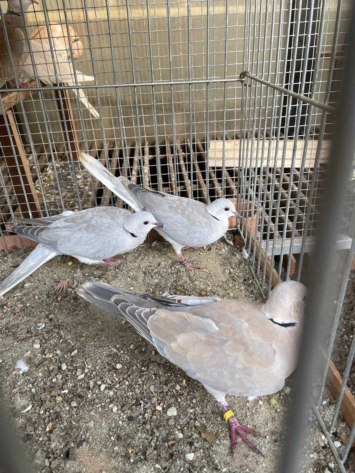 Lachduif, tortel duif, grijs, Dieren en Toebehoren, Mannelijk, Tortelduif