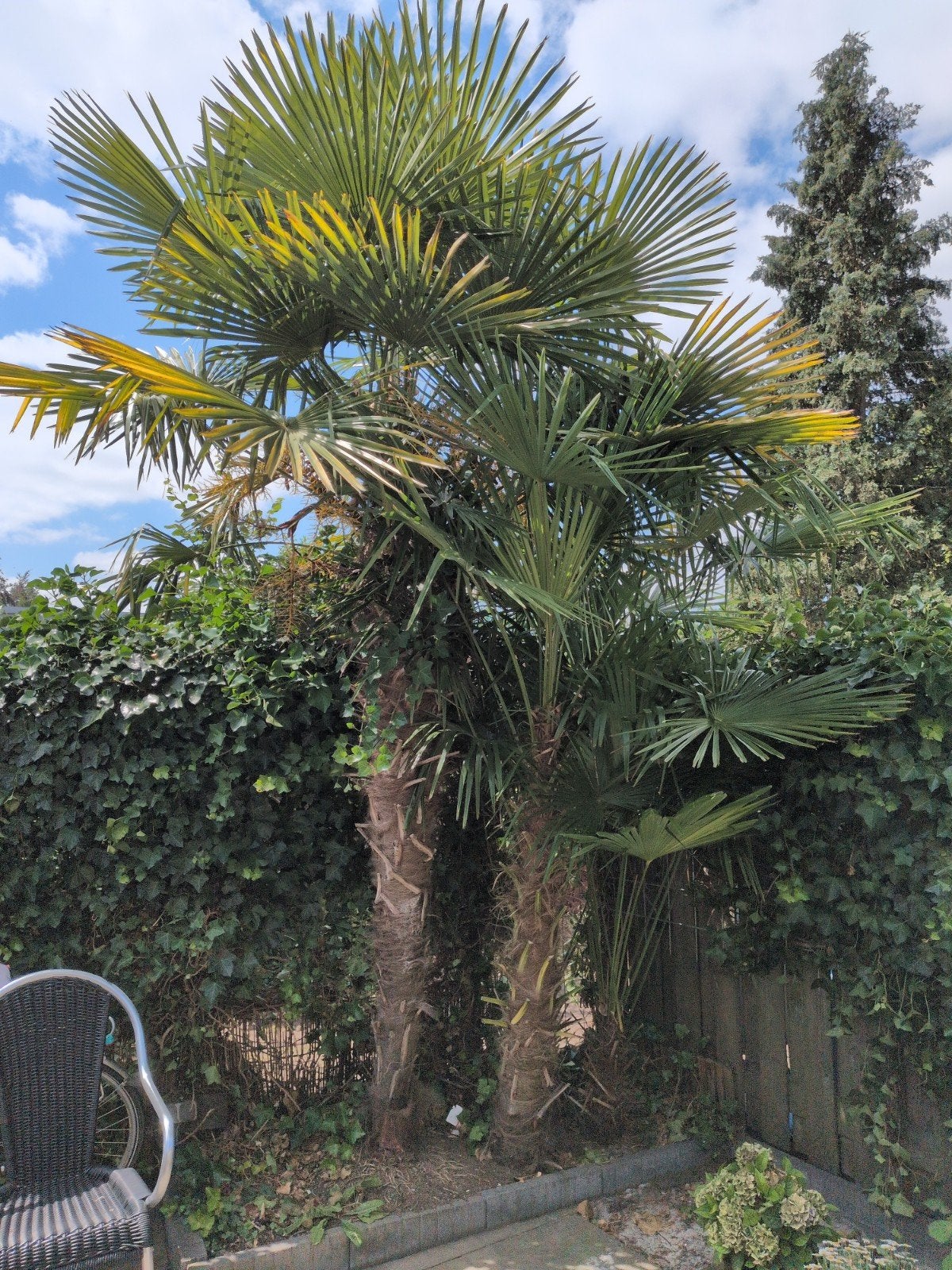 Palmboom, Tuin en Terras, Planten | Bomen, 100 tot 250 cm, Zomer, Palmboom, Ophalen