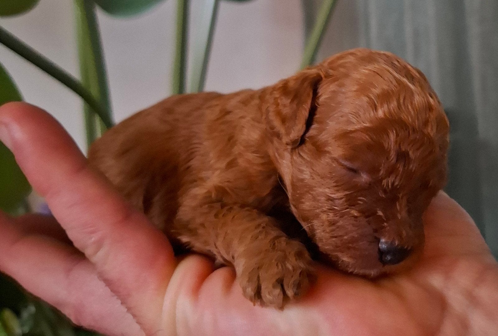 mini labradoodles (merle) poedel, Overige rassen, CDV (hondenziekte), 8 tot 15 weken, Teef