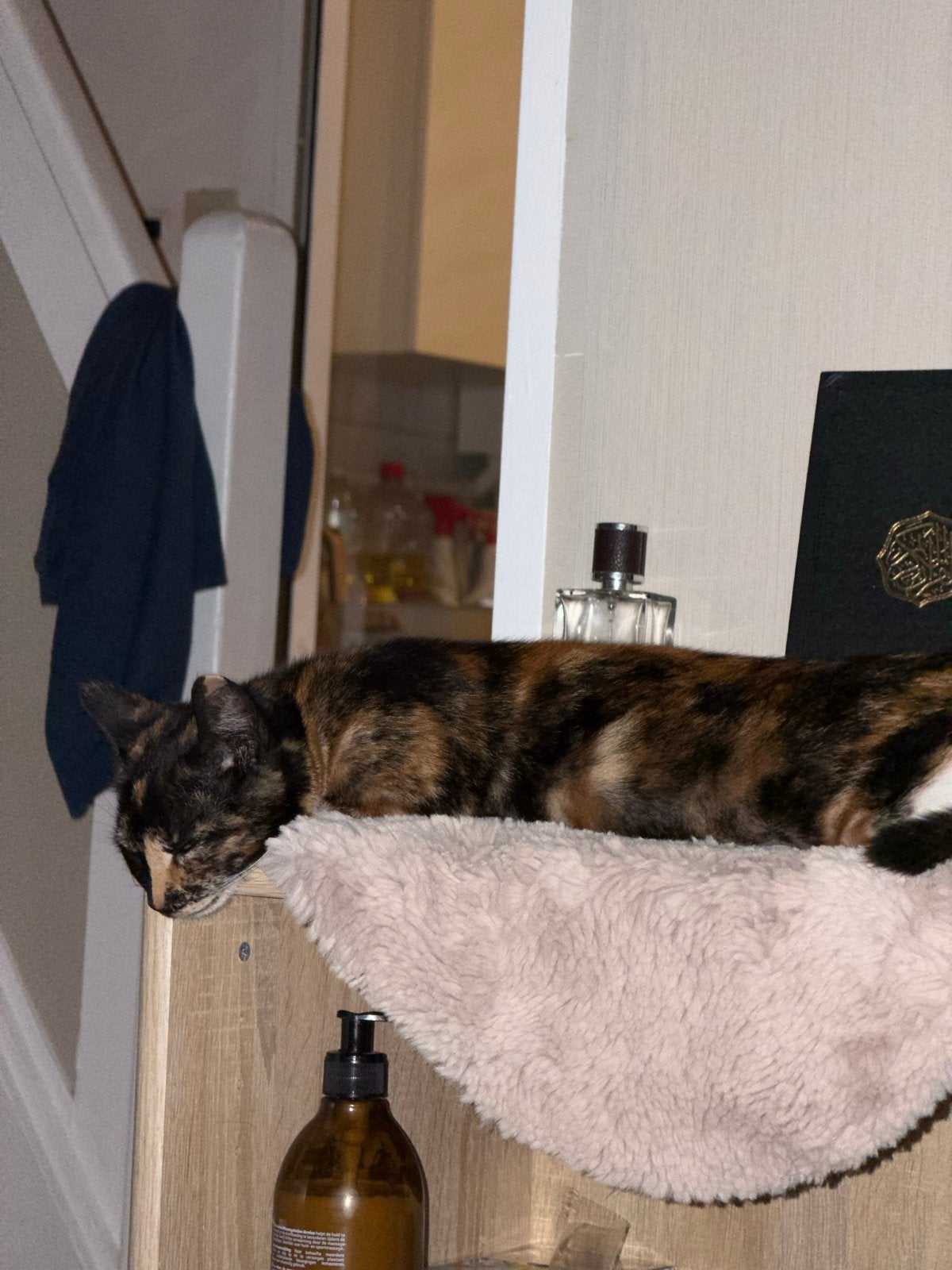 Kat, Dieren en Toebehoren, Poes, Kortharig, 0 tot 2 jaar