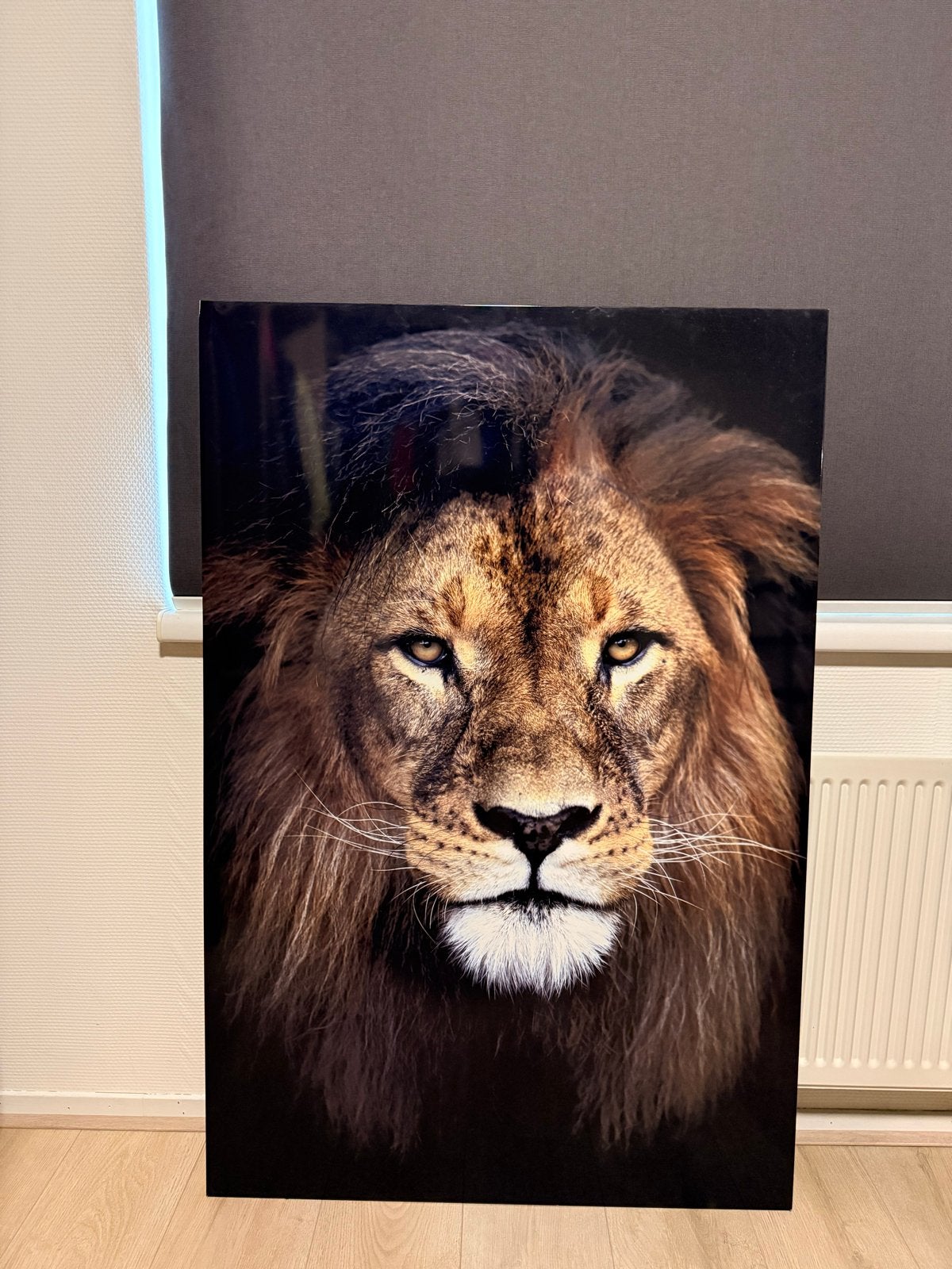 Groot leeuw schilderij - indrukwekkend en majestueus, Gebruikt, Ophalen of Verzenden, Schilderij, 75 – 100
