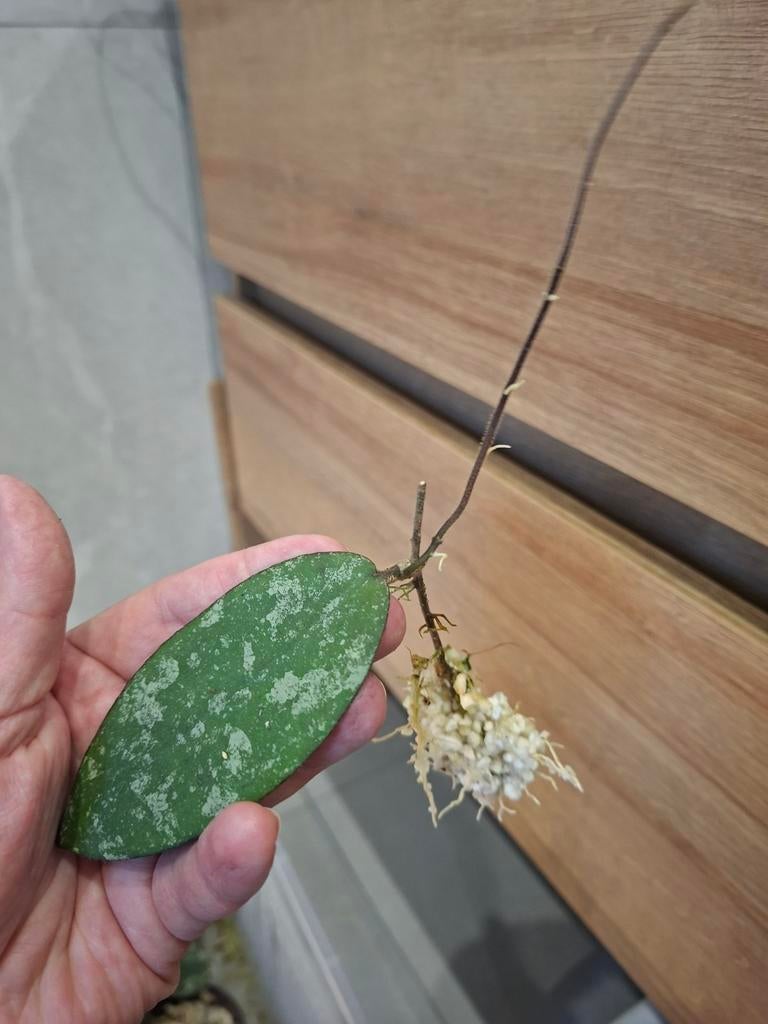 Hoya caudata stekken, Huis en Inrichting, Kamerplanten, Ophalen of Verzenden, Halfschaduw, Minder dan 100 cm
