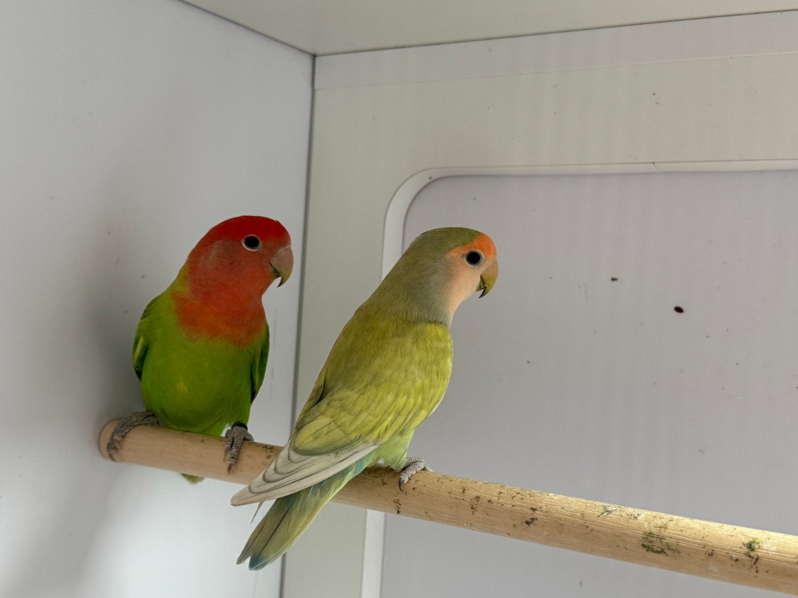 Koppel Agapornis roseicollie dwergpapegaai, Dieren en Toebehoren, Meerdere dieren