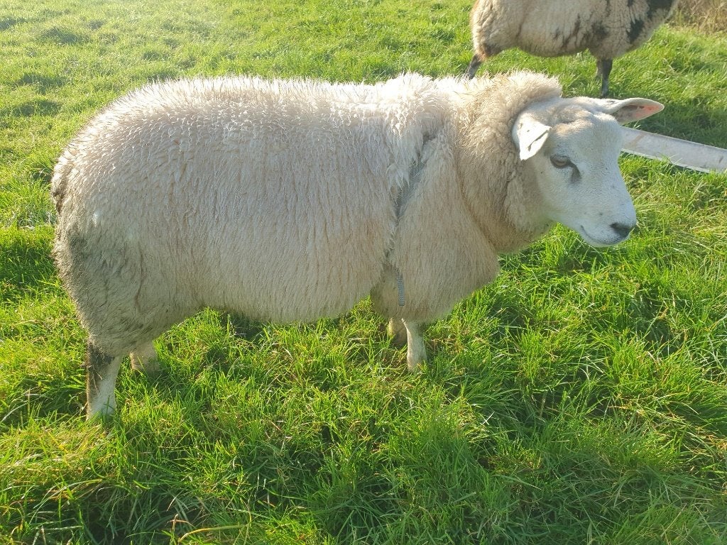 mooie dekram, Mannelijk, Schaap, 0 tot 2 jaar