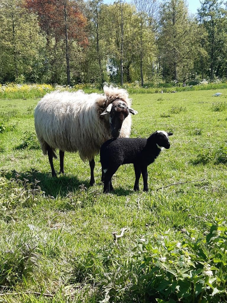 Gezocht schoonebeker ooien, Vrouwelijk, Schaap