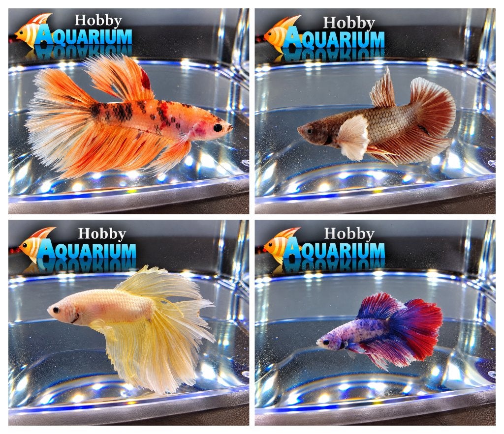 Hobbyaquarium Betta Splendes Woensdag 21 Oktober 12 tot 20 u, Vis, Zoetwatervis