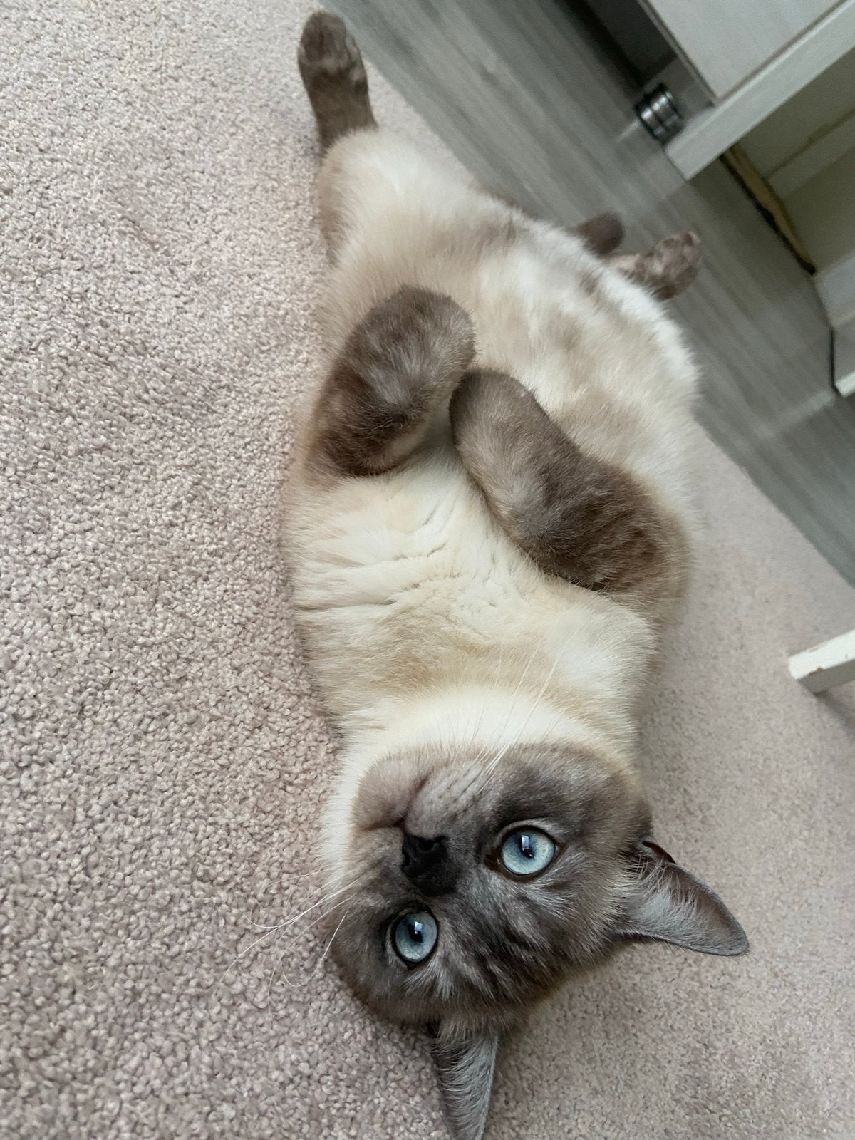 Britse korthaar mix siamese kat, Kater
