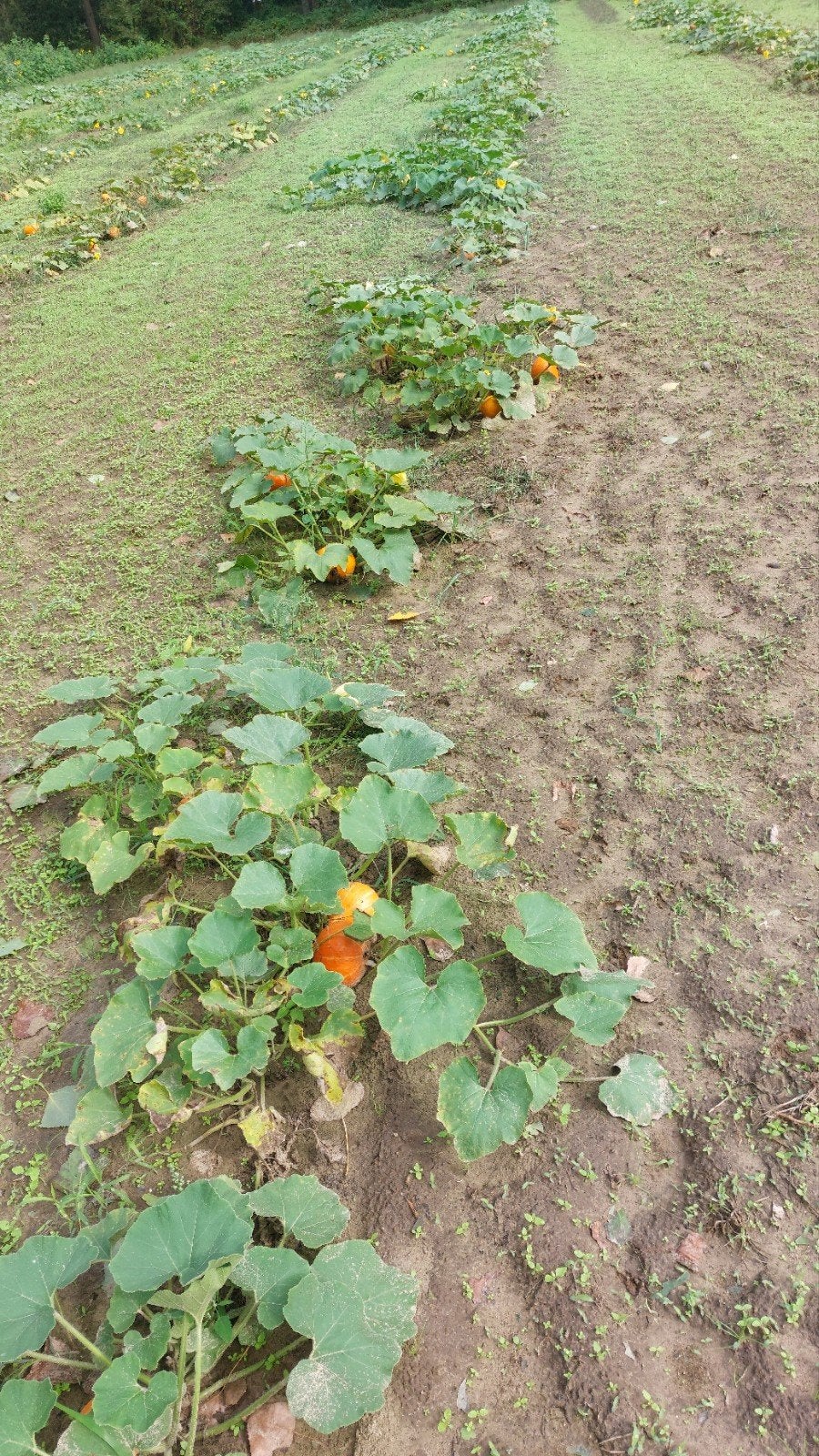 pompoenen, biologisch hokkaido, Ophalen of Verzenden