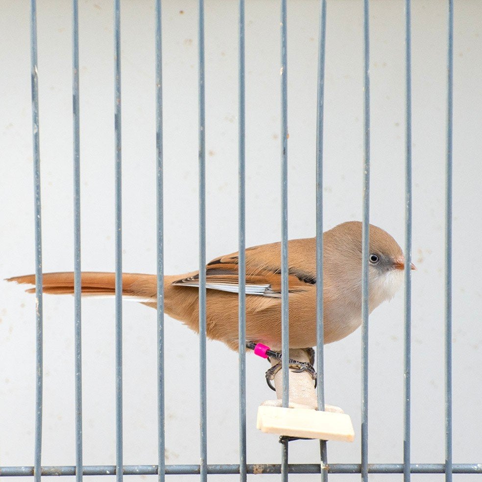 Baardman poppen, Dieren en Toebehoren, Meerdere dieren, Wildzangvogel, Geringd