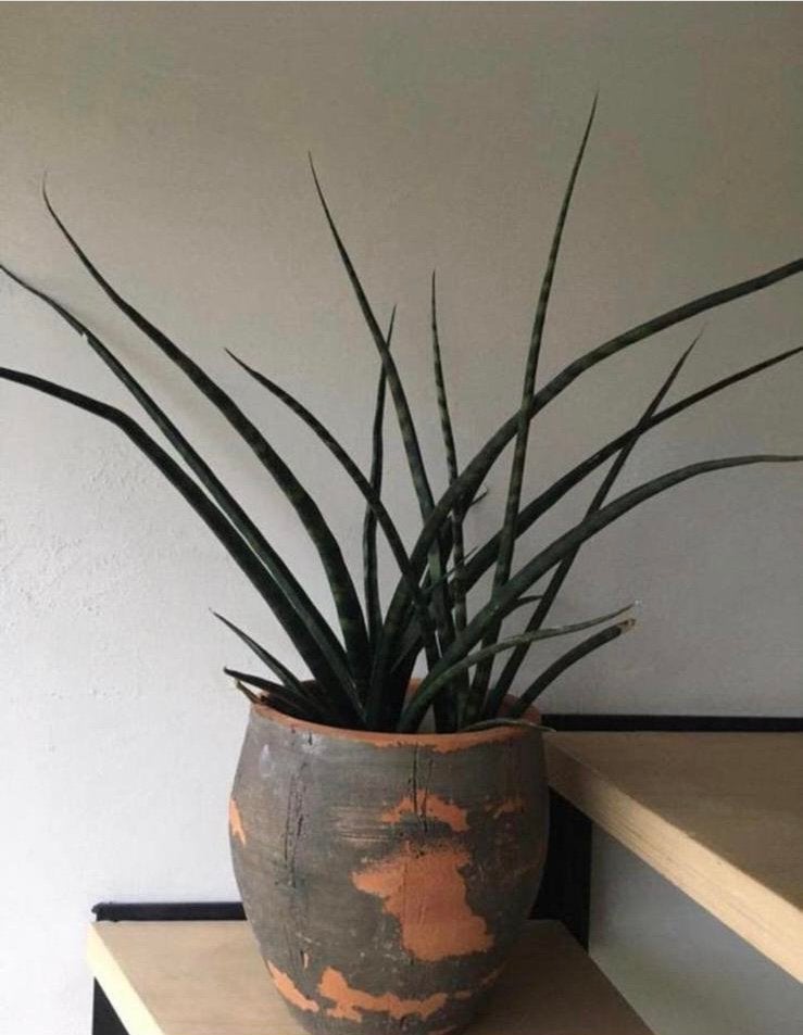 Grote terracotta bloempot met grote 72cm oude kamerplanten, Tuin en Terras, Ophalen of Verzenden, Rond, Binnen, Minder dan 40 cm