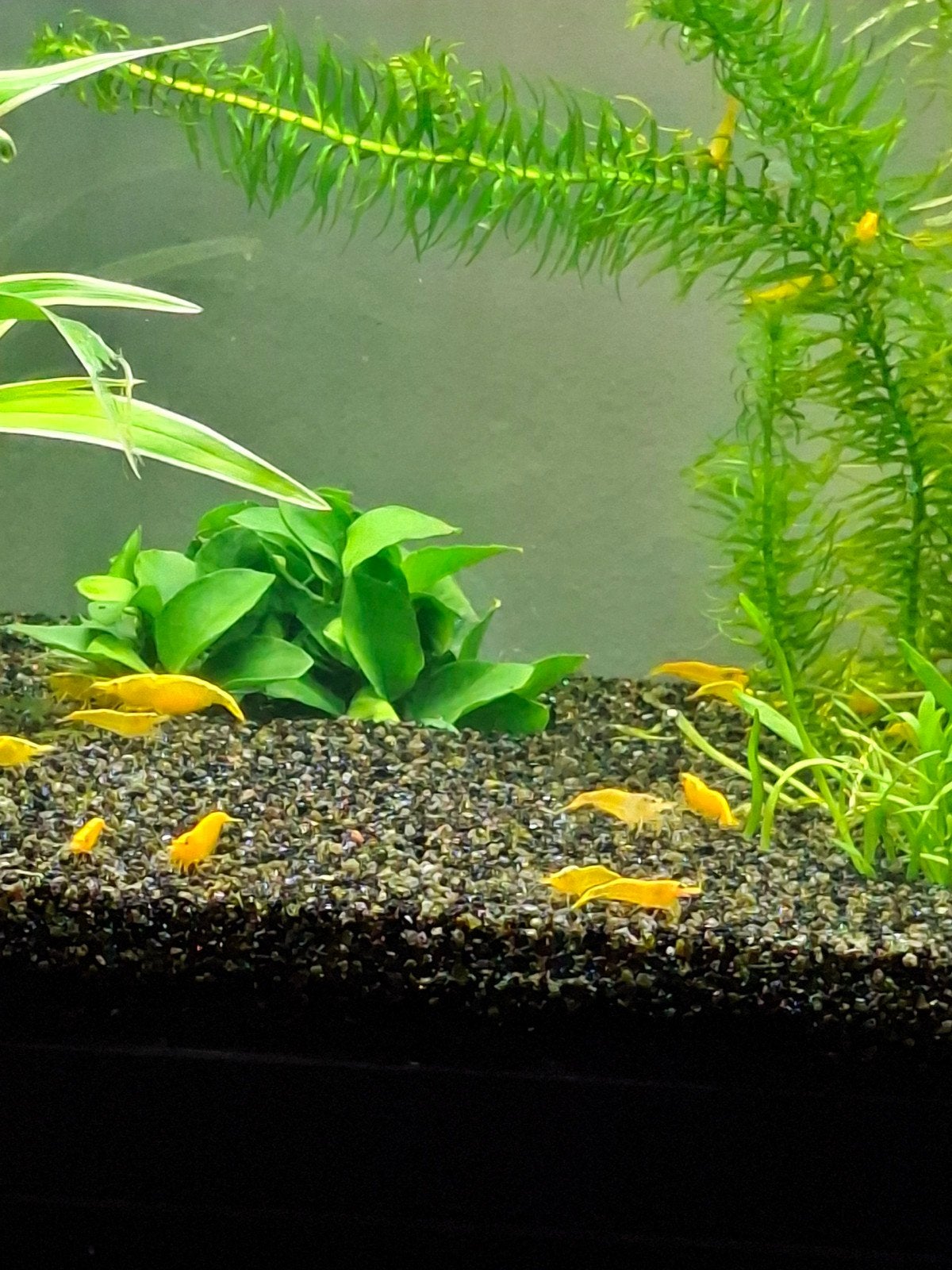 Gele jonge garnalen, Kreeft, Krab of Garnaal, Zoetwatervis