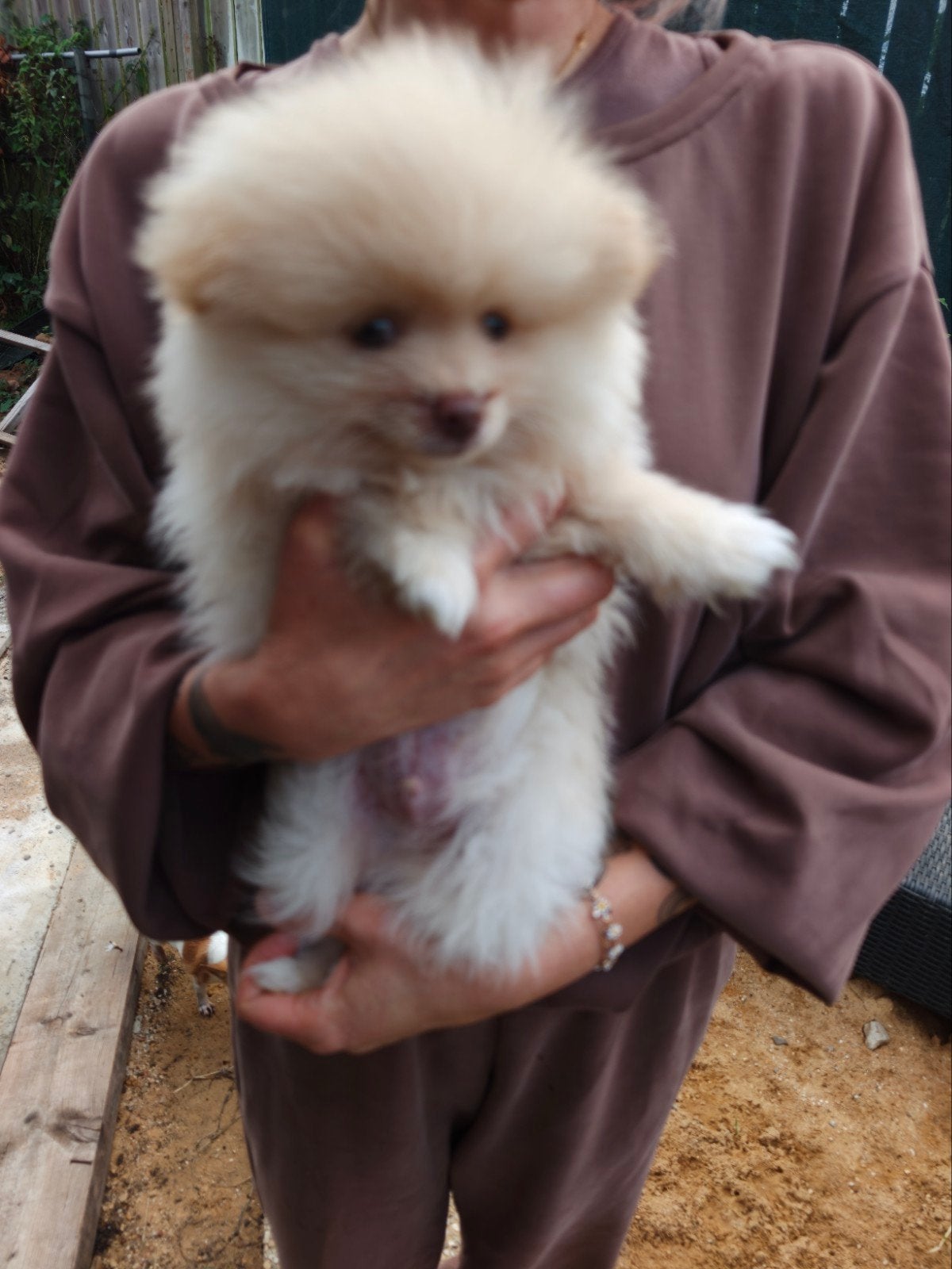 Super lieve pomeriaantjes pups reutjes, Keeshond, 8 tot 15 weken, Meerdere, Meerdere dieren