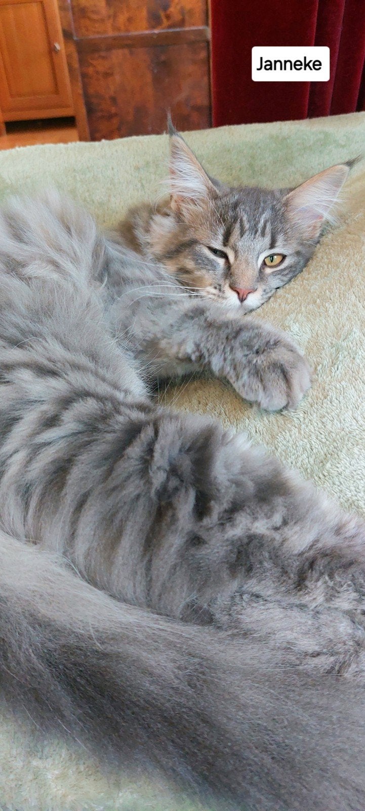 maine coon kitten meisje 100%, Dieren en Toebehoren, Katten en Kittens | Raskatten | Langhaar, Poes, Ontwormd, 0 tot 2 jaar