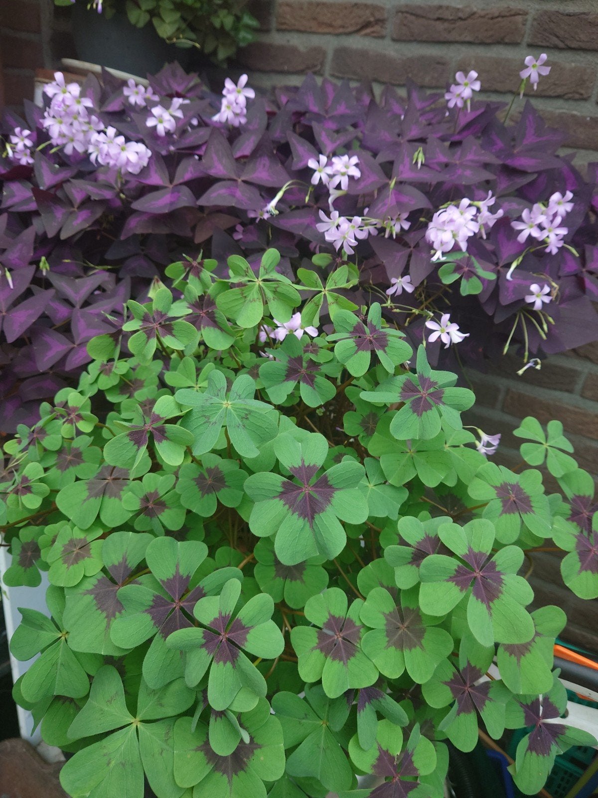 Oxalis Deppei Iron Cross €0,25 per knolletje, Ophalen of Verzenden, Volle zon
