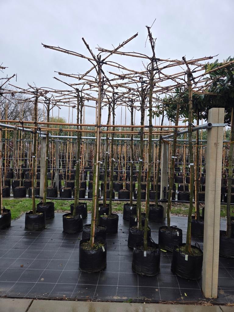 Dak Amberboom Liquidambar Worplesdon dakbomen, Ophalen