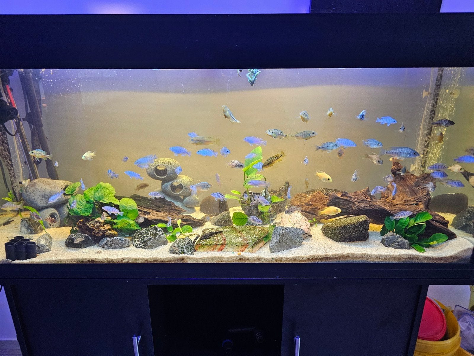 Ciclide jonkies, Vis, Zoetwatervis