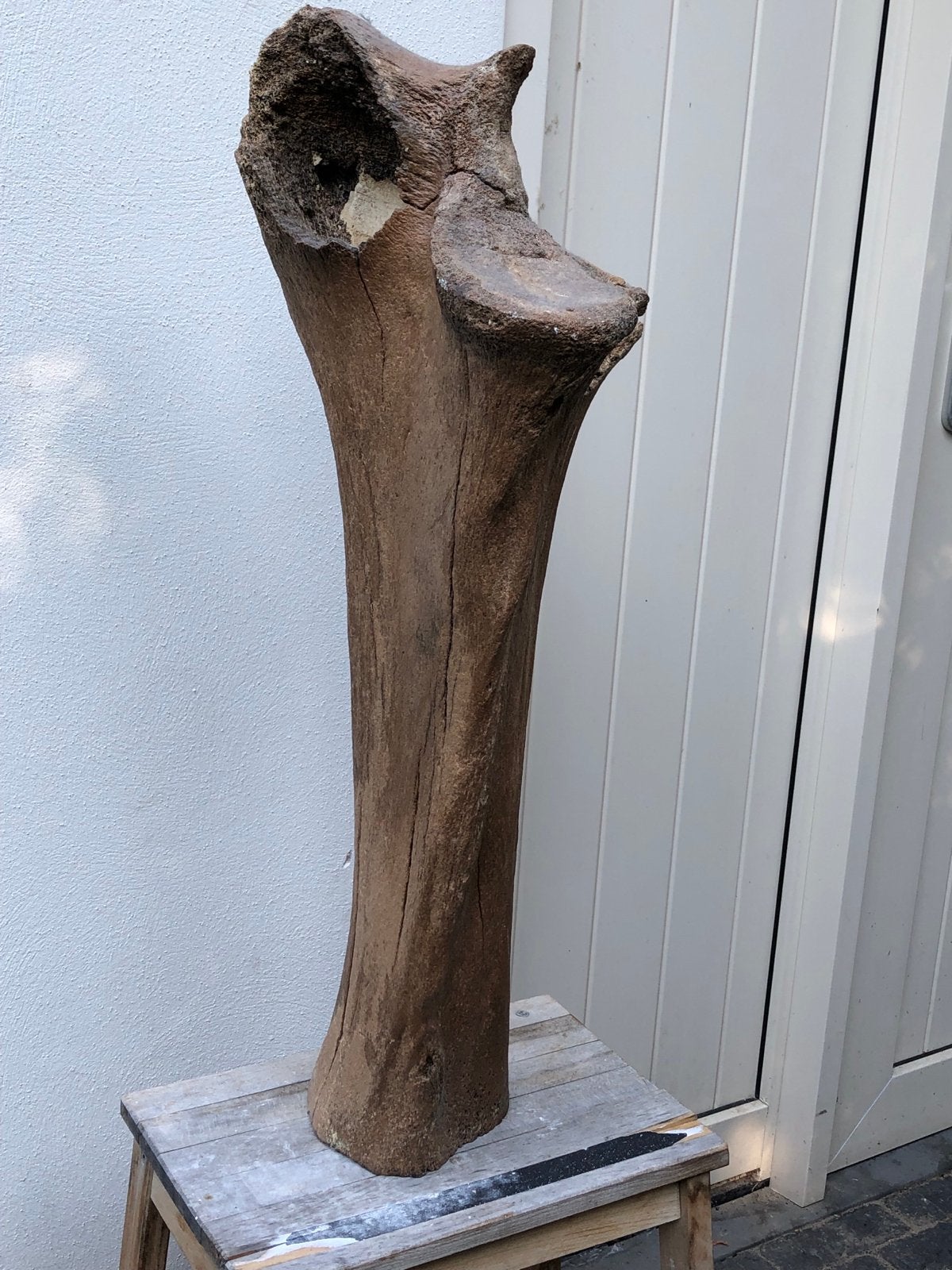 Wolharige mammoet-ulna (ellepijp) uit de Noordzee, Ophalen, Fossiel