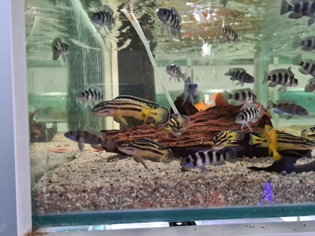 Julidochromis Regani Kipili Tanganyika Cichliden, Dieren en Toebehoren, Vissen | Aquariumvissen, Vis, Zoetwatervis