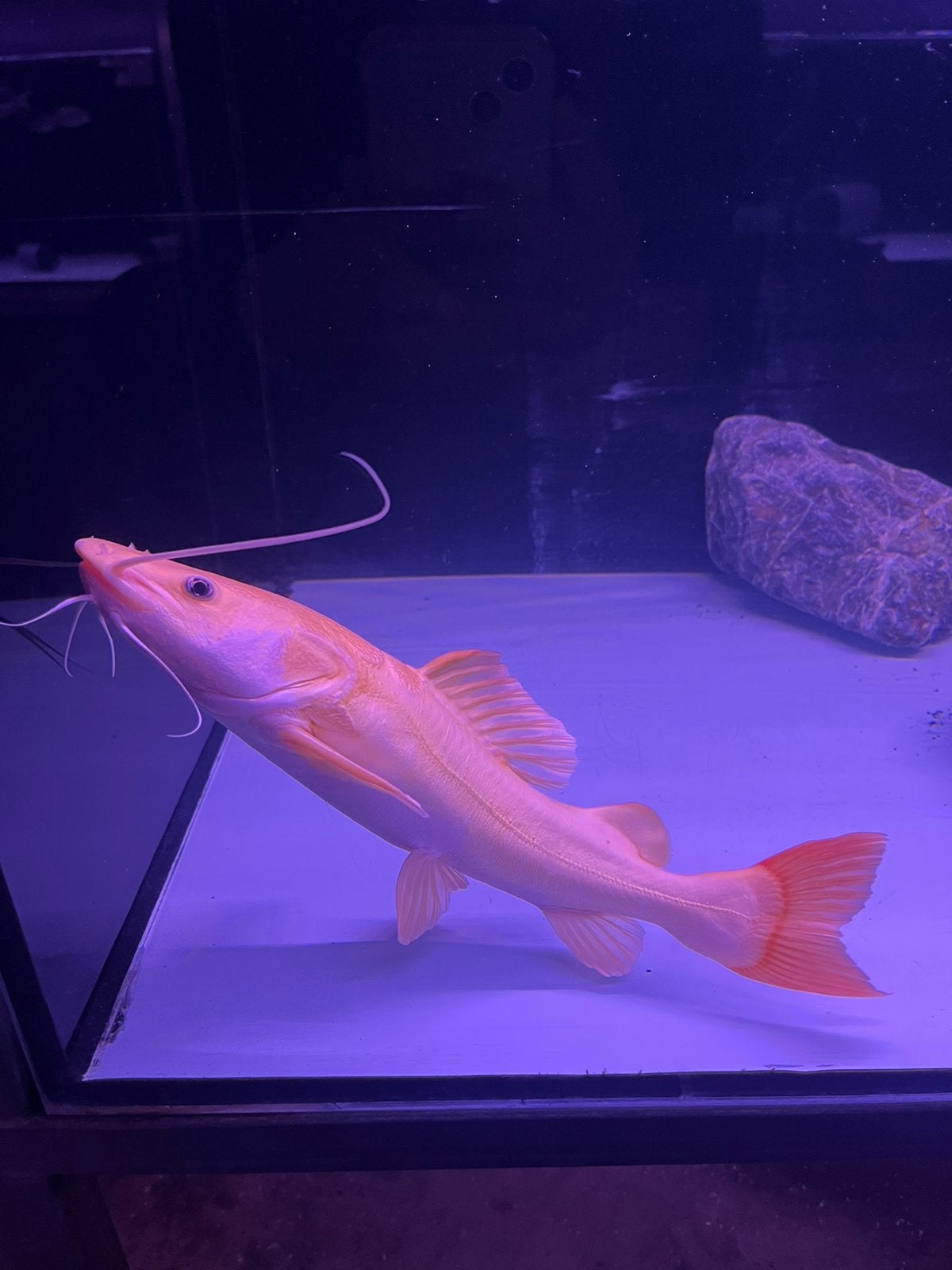 Redtail albino meerval, Vis