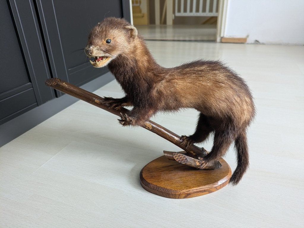 Taxidermie bruine fret/marter, Ophalen, Zo goed als nieuw, Overige soorten, Opgezet dier