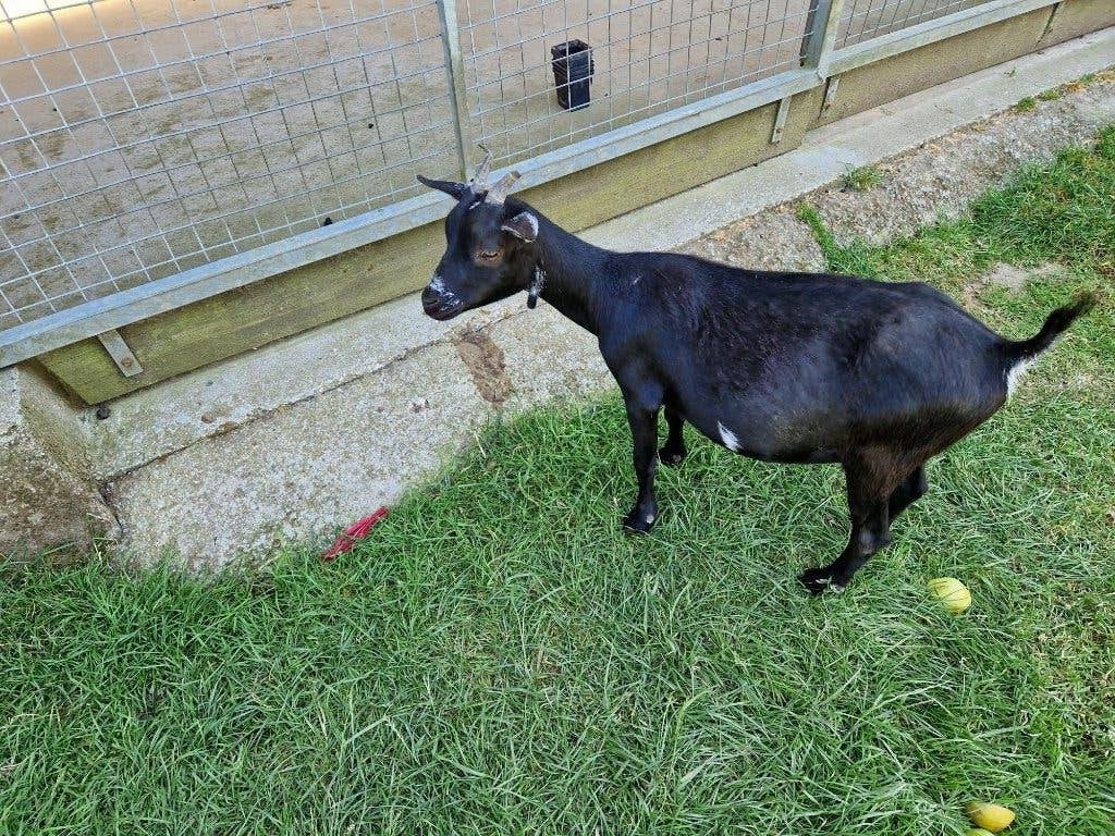 MOOI DRACHTIG DWERGGEITJE, Dieren en Toebehoren, Vrouwelijk, Geit