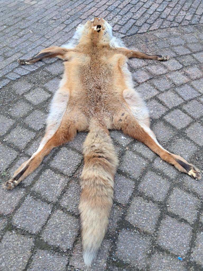 Echte dierenhuid / vacht vos– interieurdecoratie – 130cm, Ophalen of Verzenden, Zo goed als nieuw, Wild dier, Overige typen