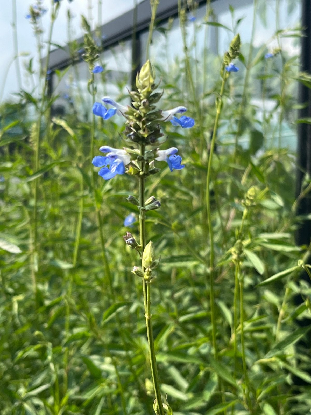 Salvia uliginosa Ballon Azul stekken, Volle zon, Vaste plant, Zomer, Ophalen