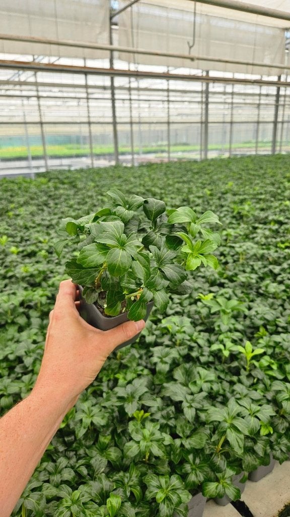Pachysandra Terminalis - dikkemanskruid diverse, Tuin en Terras, Ophalen of Verzenden, Vaste plant, Overige soorten, Halfschaduw