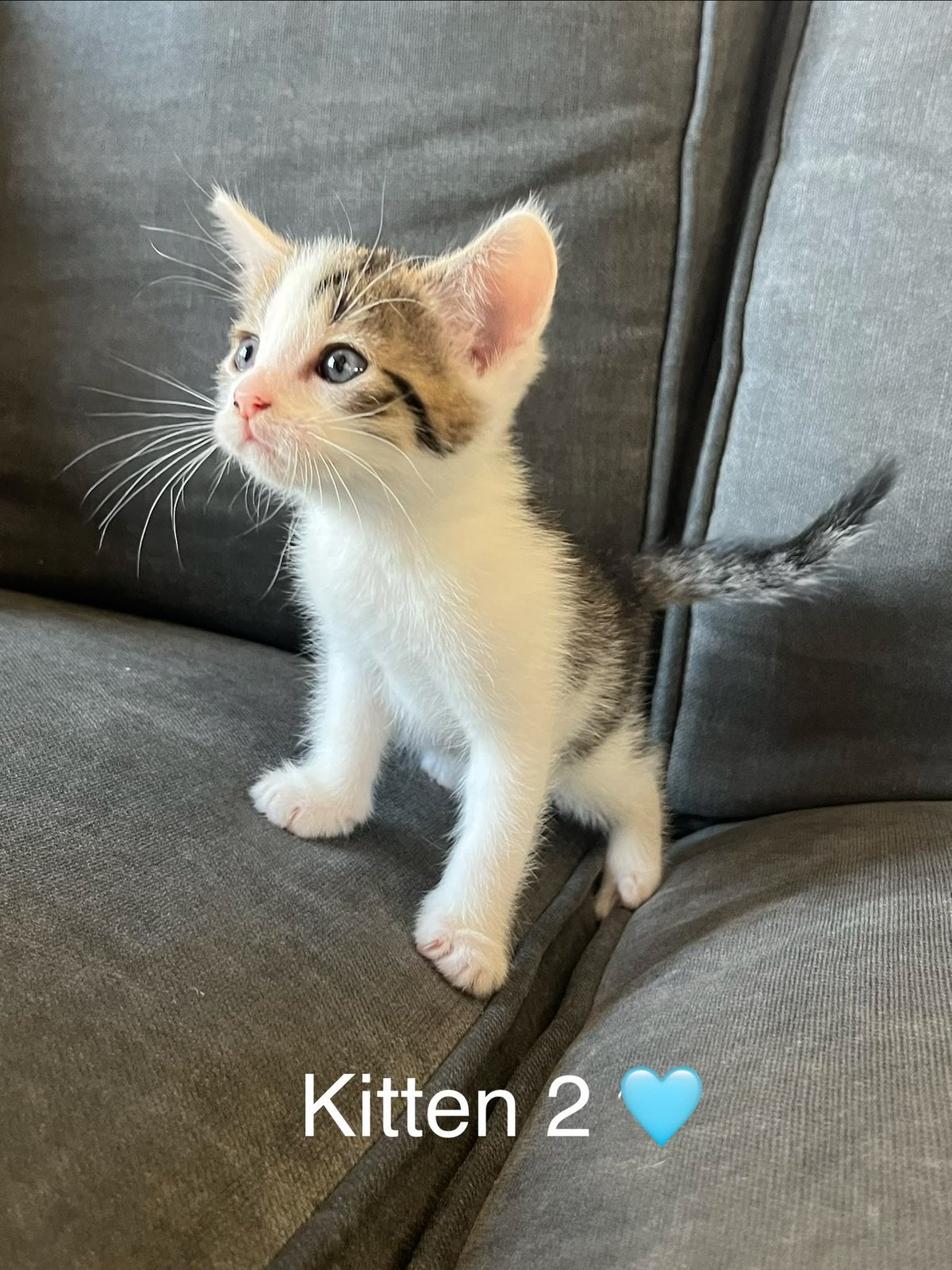 Kittens van half blauwe rus, Dieren en Toebehoren, Poes