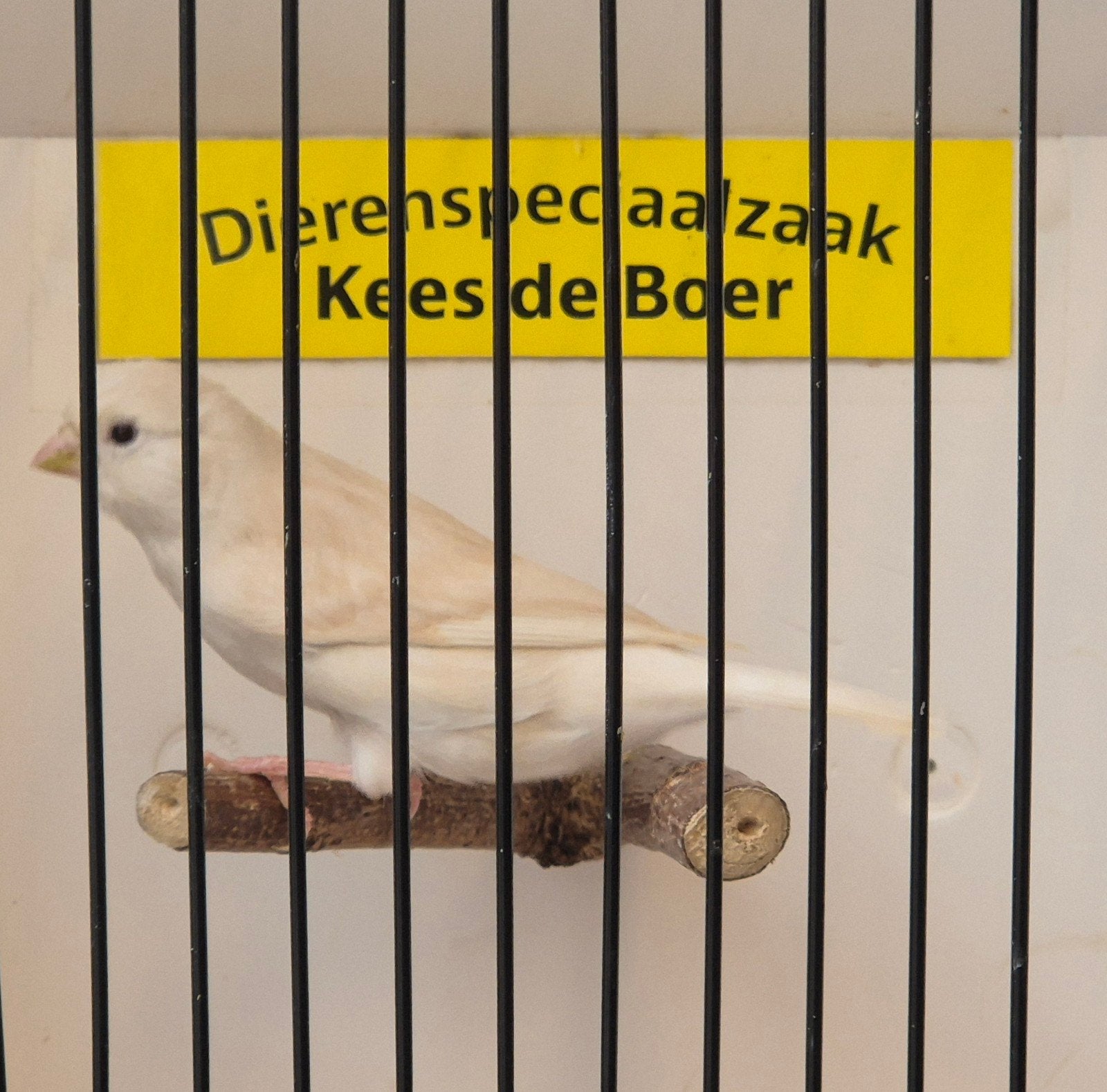 isabel witte kanarie man, Dieren en Toebehoren