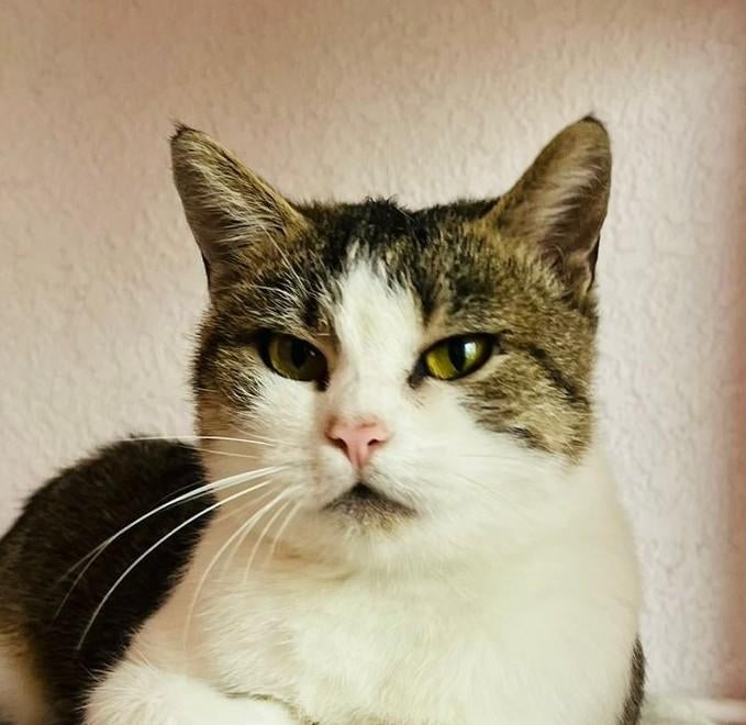 Van verlies naar hoop: Lucy, Poes, Kortharig, 0 tot 2 jaar