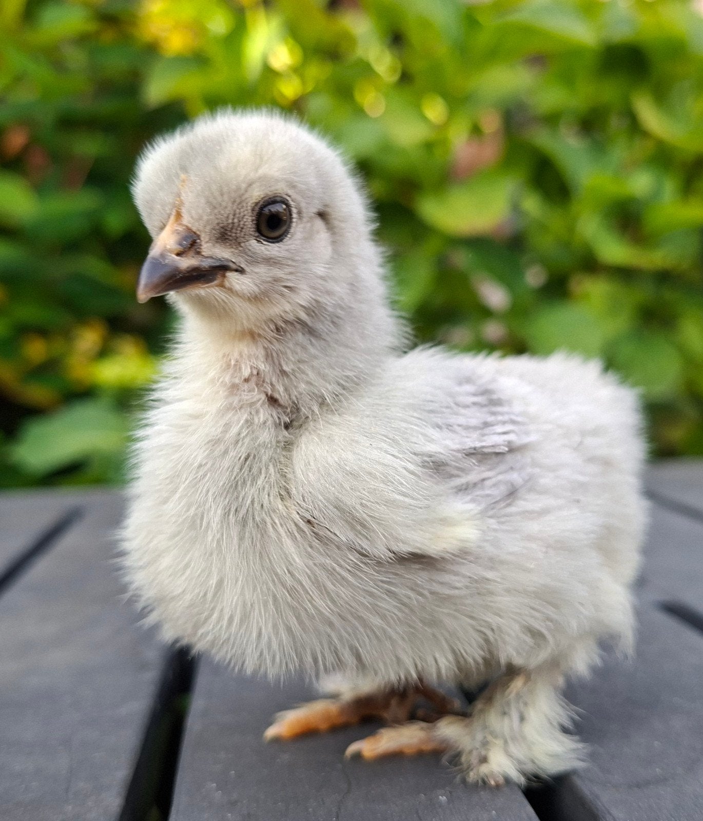 Cochin kriel gesexst hennetjes,  super leuke kleuren, Vrouwelijk, Kip