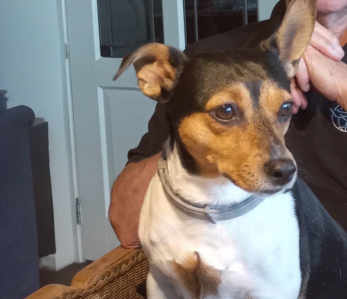 Gezocht lief klein hondje van een paar jaar oud, geen pup, 1 tot 2 jaar, Teef, Eén hond, Nederland