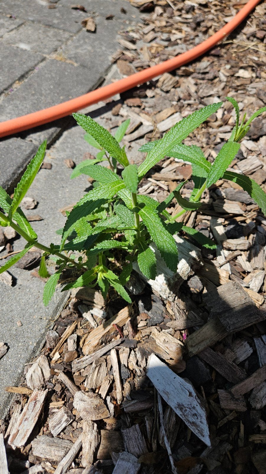 IJzerhard - Sierlijke Vaste Plant voor uw Tuin, Overige soorten, Volle zon, Vaste plant, Ophalen of Verzenden