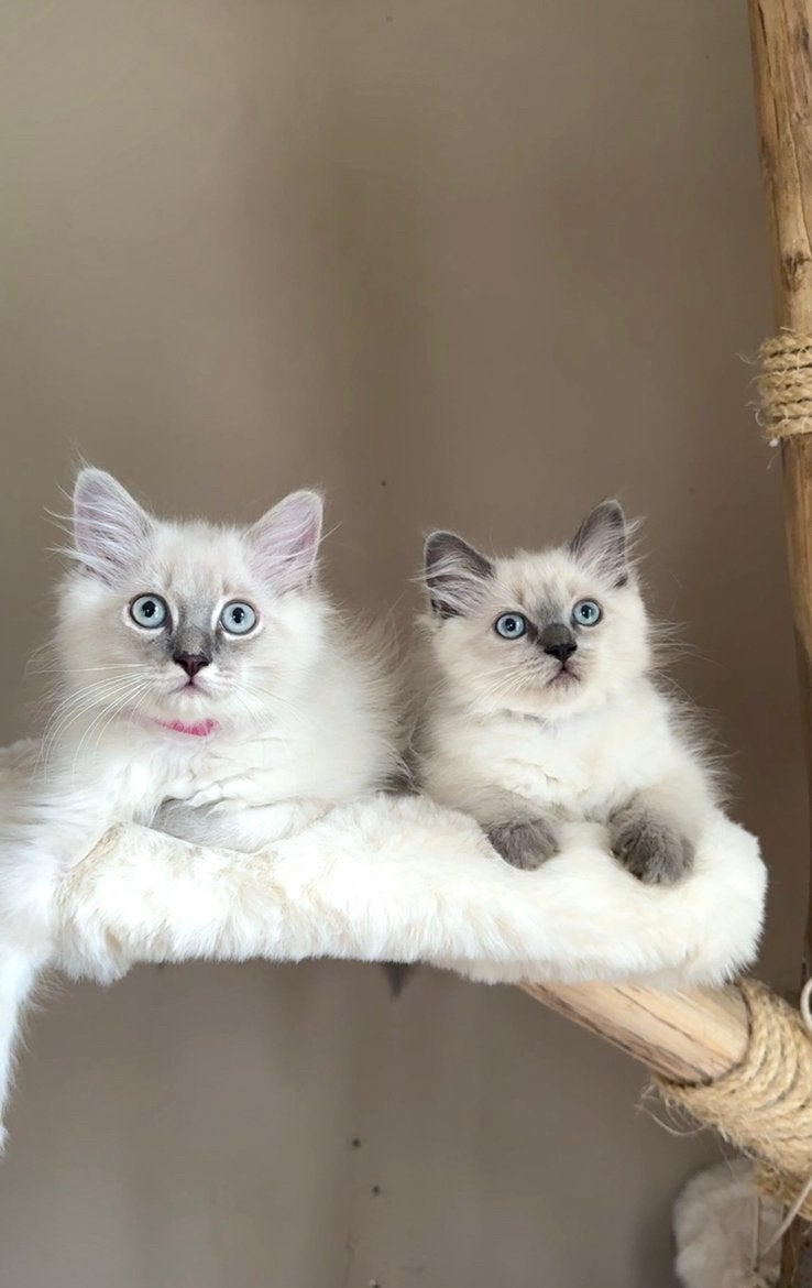 Super leuke Ragdoll kittens, Meerdere dieren, Ontwormd, 0 tot 2 jaar