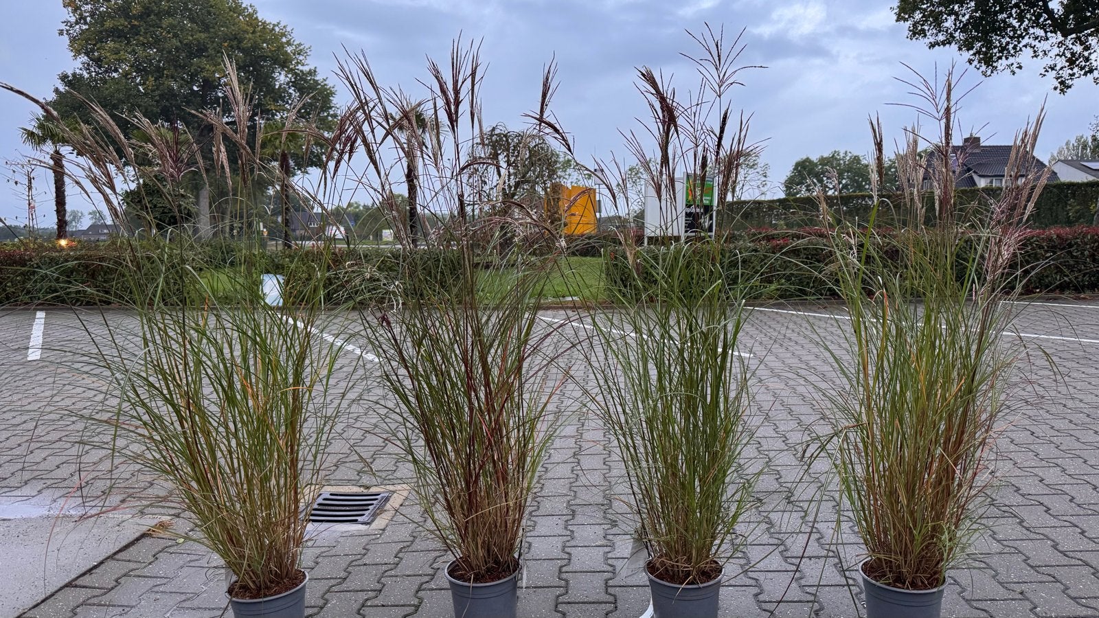 Miscanthus sinensis en Red Chief 100/125 cm hoog,, Ophalen of Verzenden, Nieuw, Overige typen