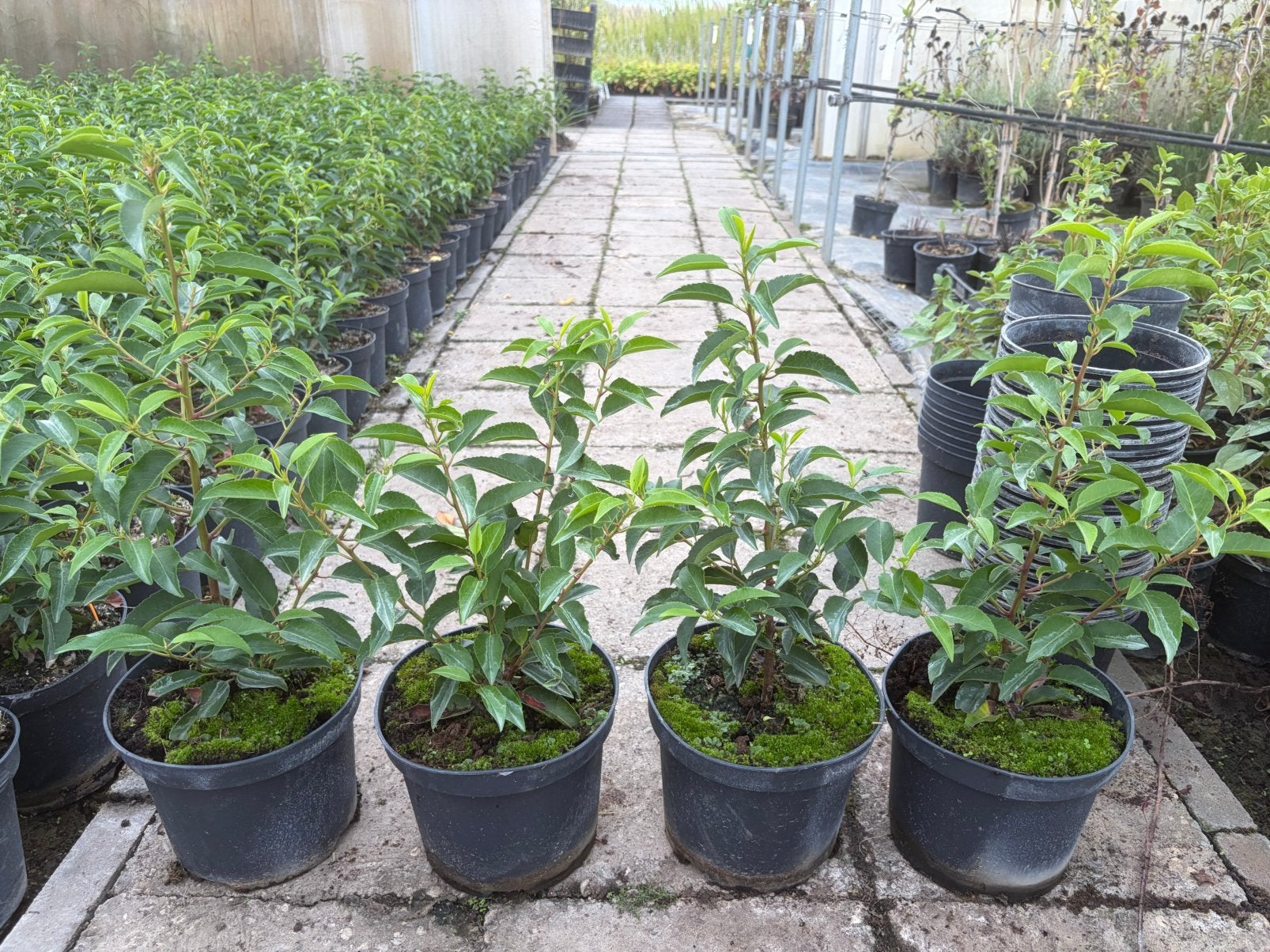 Portugese laurier 30/40 cm 3 liter pot, Ophalen, Laurier, 100 tot 250 cm