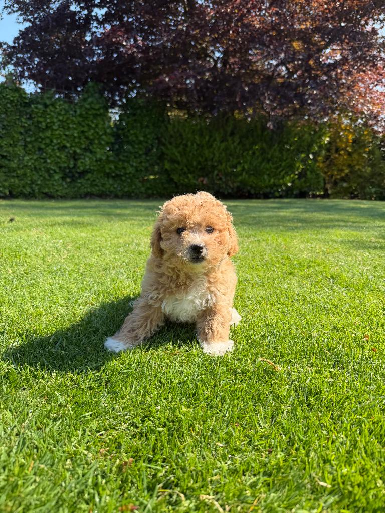 Maltipoo (Maltezer x Poedel) pups, Dieren en Toebehoren, Honden | Chihuahua's en Gezelschapshonden, Poedel, Parvo, Nederland, 8 tot 15 weken