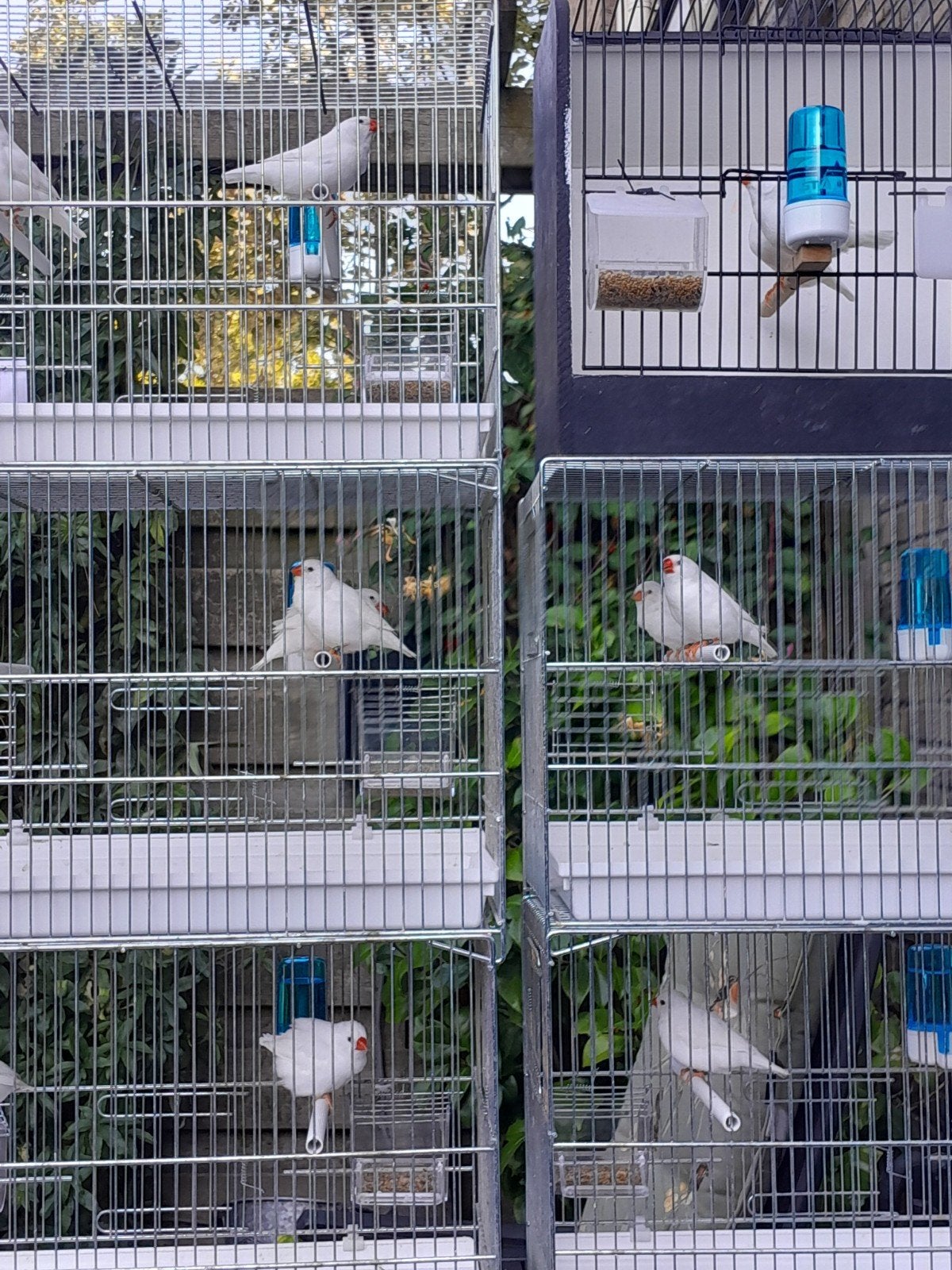 Zebravinken WIT, Dieren en Toebehoren, Vogels | Overige Vogels, Meerdere dieren, Tropenvogel, Geringd